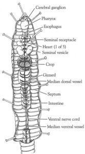 Earthworm Anatomy Label The Diagram