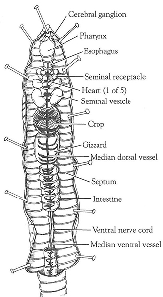 Earthworm Anatomy Label The Diagram