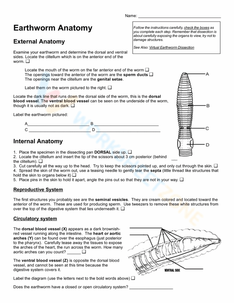 Earthworm Anatomy Worksheet Worksheets Library