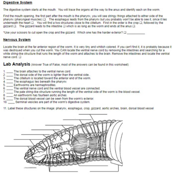 Earthworm Dissection Answer Key By Biologycorner TPT