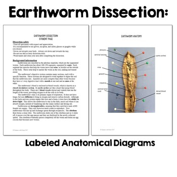 Earthworm Dissection Lab Answer Key