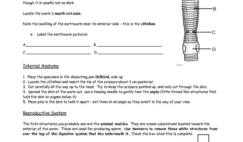 Earthworm Dissection Lab Answers Schoolworkhelper