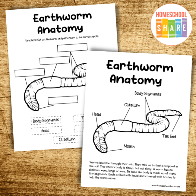 Earthworm Dissection Worksheets Library