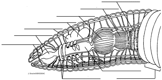 Earthworm Dissection