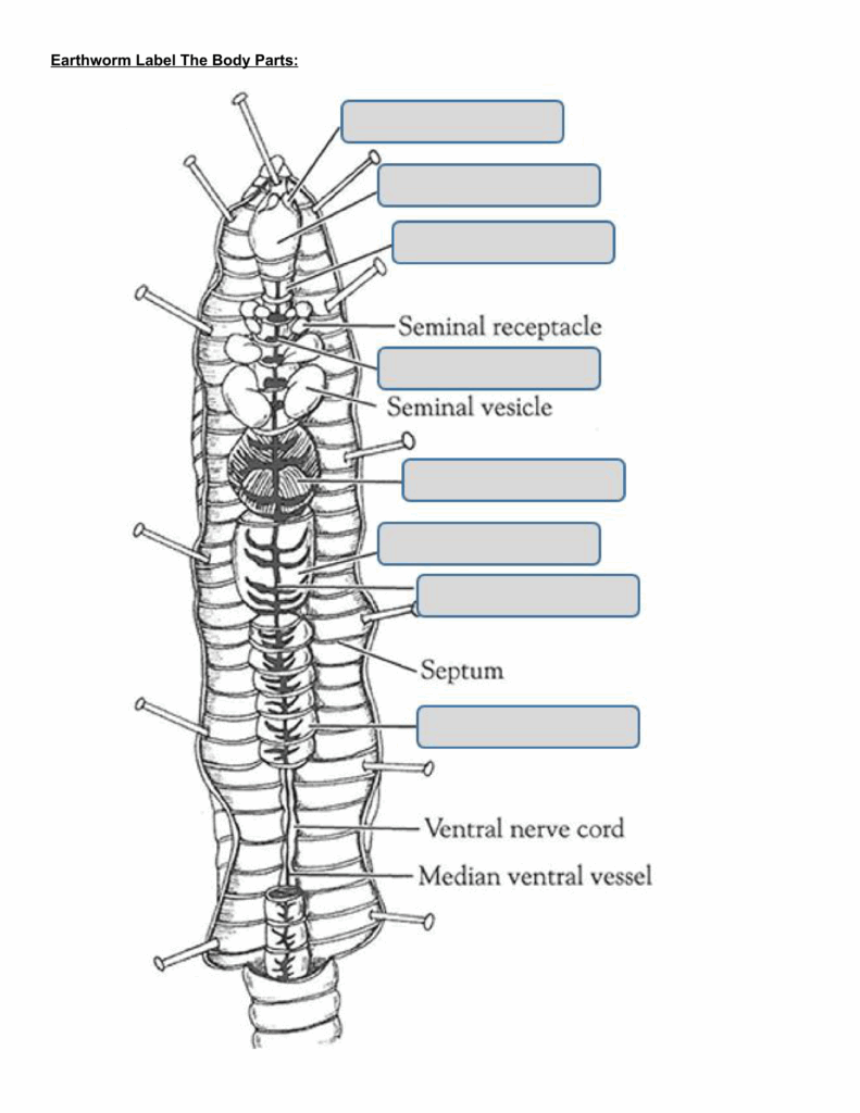Earthworm Label The Body Parts Worksheet Ashley Roffers 