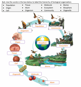 Ecological Levels Of Organization Worksheet At Elias Inman Blog