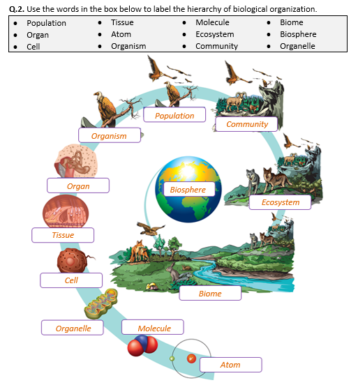 Ecological Levels Of Organization Worksheet At Elias Inman Blog