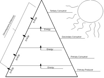 Ecological Pyramid Answer Key By Curious Bear Teachers Pay Teachers