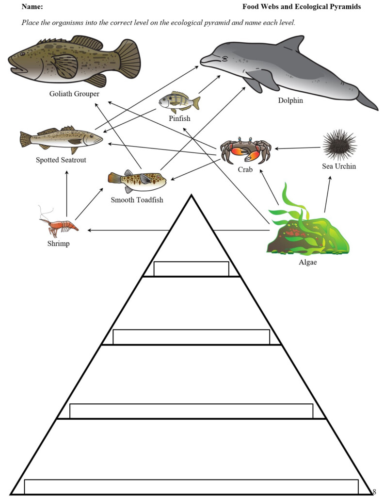 Ecological Pyramid Worksheet