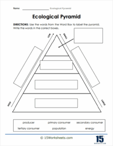 Ecological Pyramid Worksheets 15 Worksheets