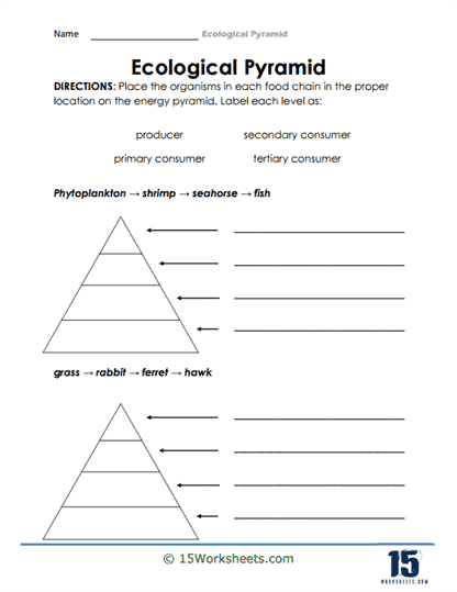 Ecological Pyramid Worksheets 15 Worksheets