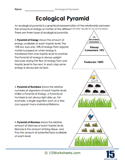 Ecological Pyramid Worksheets 15 Worksheets Worksheets Library