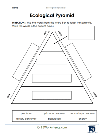 Ecological Pyramid Worksheets 15 Worksheets