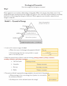 Ecological Pyramids Worksheet Answers Pogil Pyramids Workshe