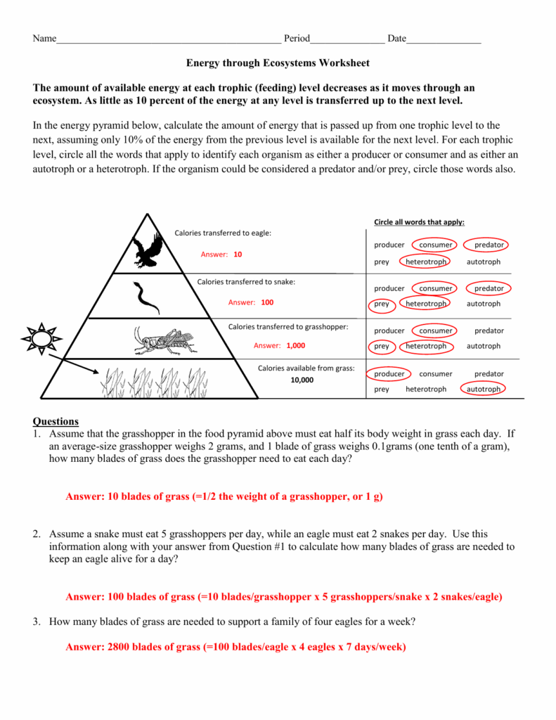 Ecological Pyramids Worksheet Answers Pro Worksheet
