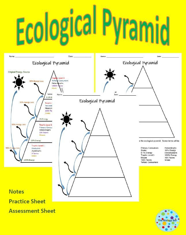 Ecological Pyramids Worksheet High School Math Worksheets