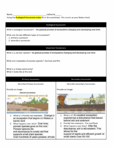 Ecological Succession KEY Activity Got Energy Food Webs