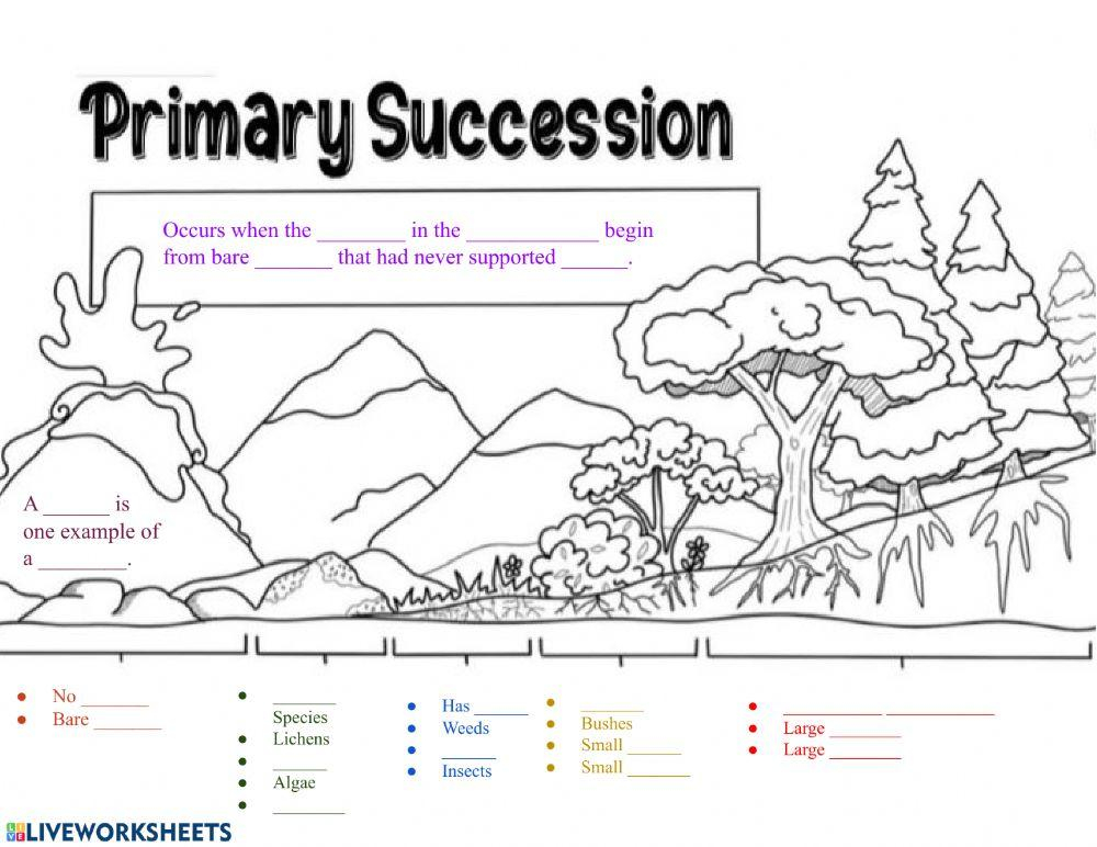 Ecological Succession Yennie Ho Apes Worksheets Library