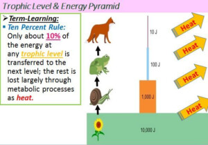 Ecology 10 Rule