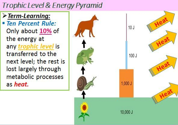  Ecology 10 Rule
