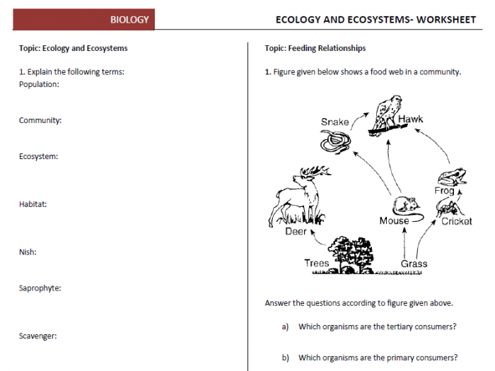 Ecology Worksheets For Students