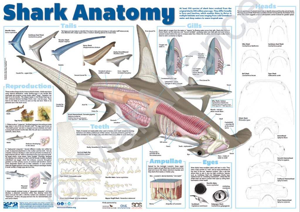 Educational Poster Shark Anatomy MarAlliance