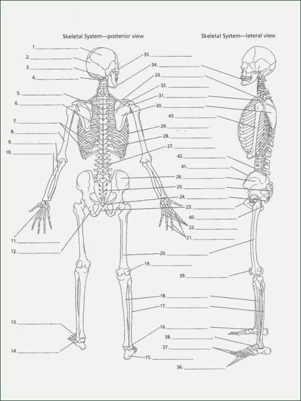 Emt Anatomy Worksheets Anatomy Worksheets