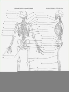 Emt Anatomy Worksheets Anatomy Worksheets