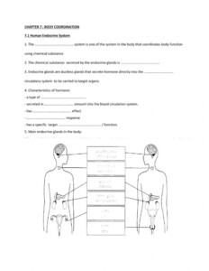 Endocrine Glands Worksheet Anatomy Worksheets
