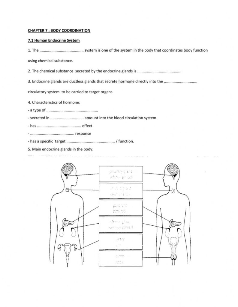 Endocrine Glands Worksheet Anatomy Worksheets