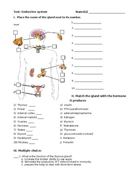 Endocrine System Anatomy And Physiology Quiz Captions Hunter