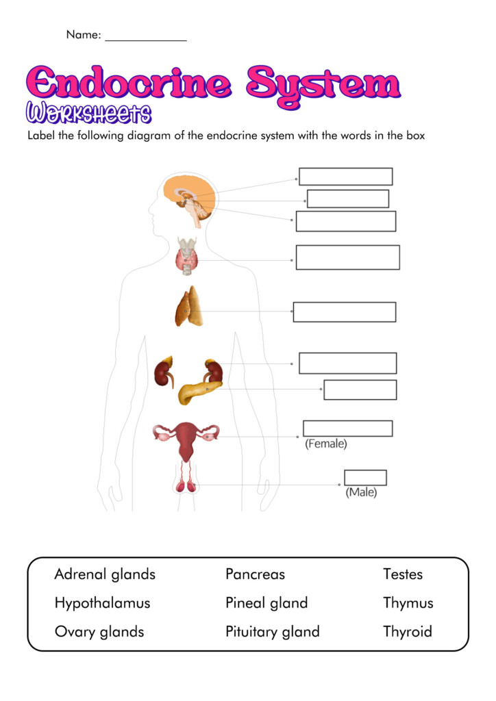 Endocrine System Worksheet For Kindergarten
