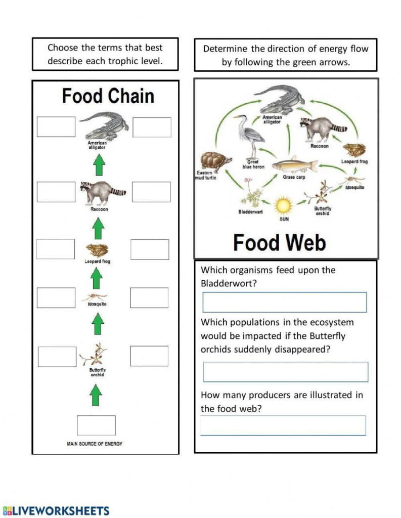 Energy Flow In An Ecosystem Worksheet Live Worksheets Worksheets 