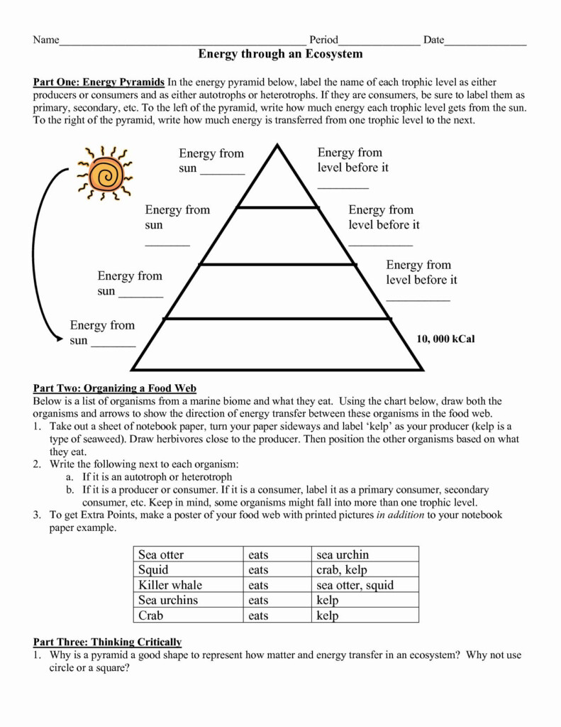 Energy Flow Through An Ecosystem Worksheet