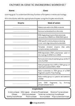 Enzymes In Genetic Engineering Worksheet With Answer Key And Easel