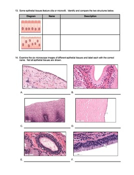 Epithelial Tissue Types Anatomy Worksheet On Squamous Cuboidal Columnar