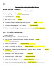 Epithelial Tissue Worksheet 1 Beavers docx Name Block Anatomy 