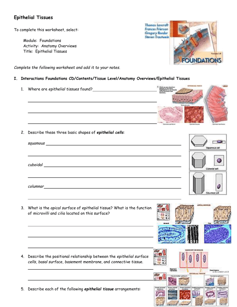 Epithelial Tissue Worksheet Anatomy Anatomy Worksheets