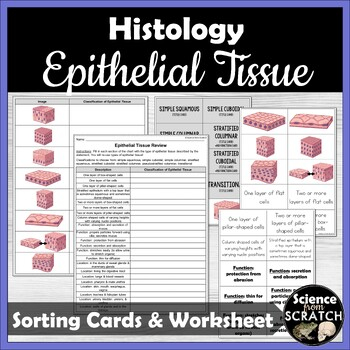 Epithelial Tissue Worksheet Anatomy