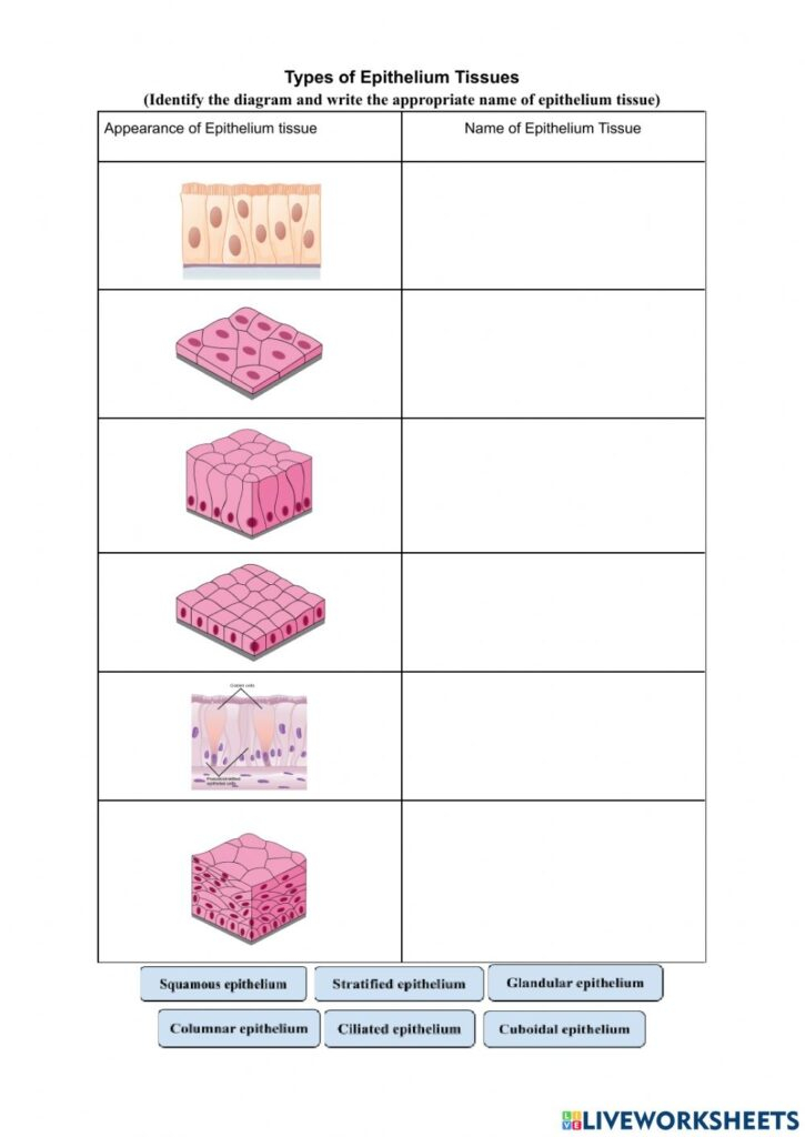 Epithelial Tissue Worksheets Pdf Printable Worksheets
