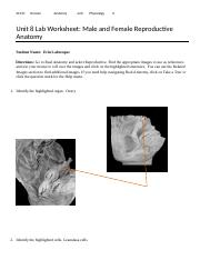 Erin Labrecque Unit 8 Assignment Lab Worksheet Male And Female 