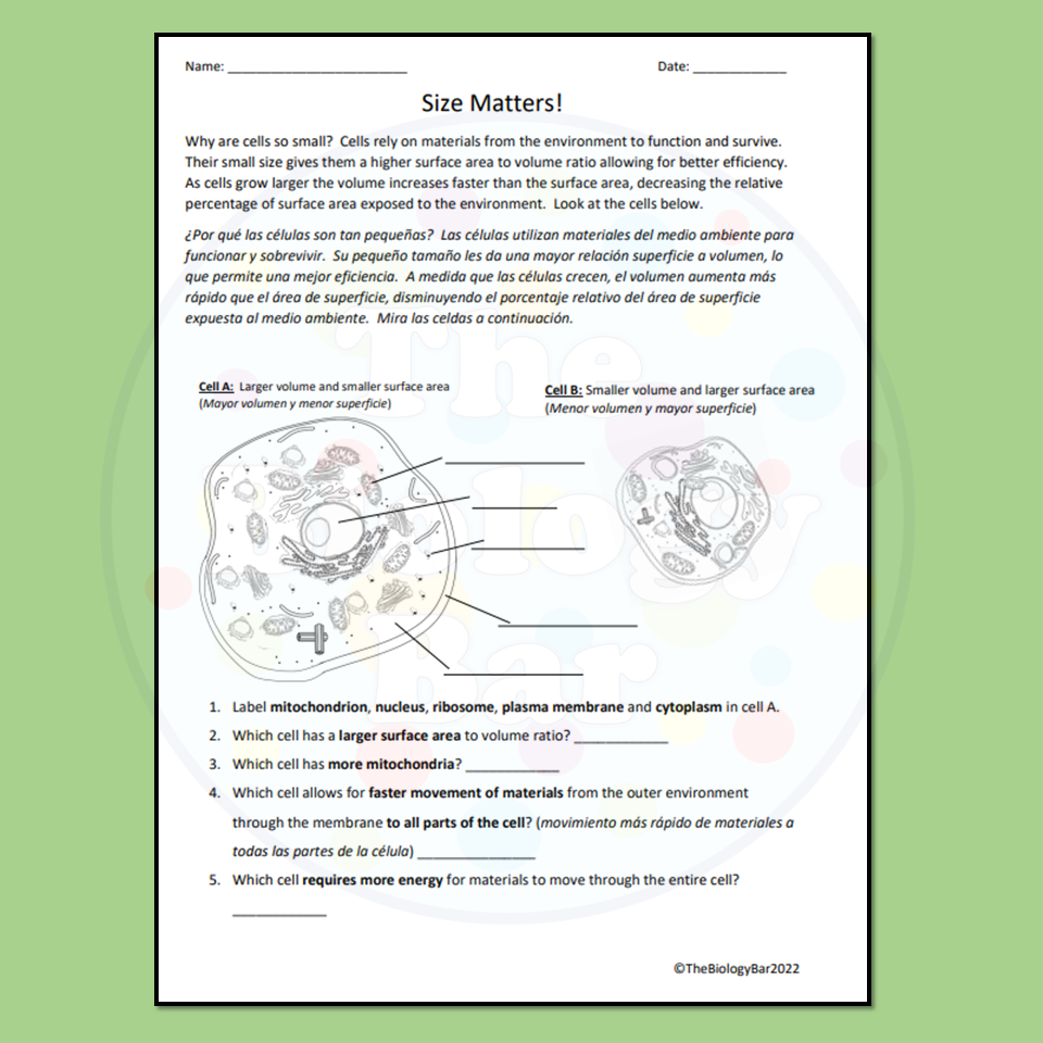 ESL Biology Cell Size Worksheet Made By Teachers