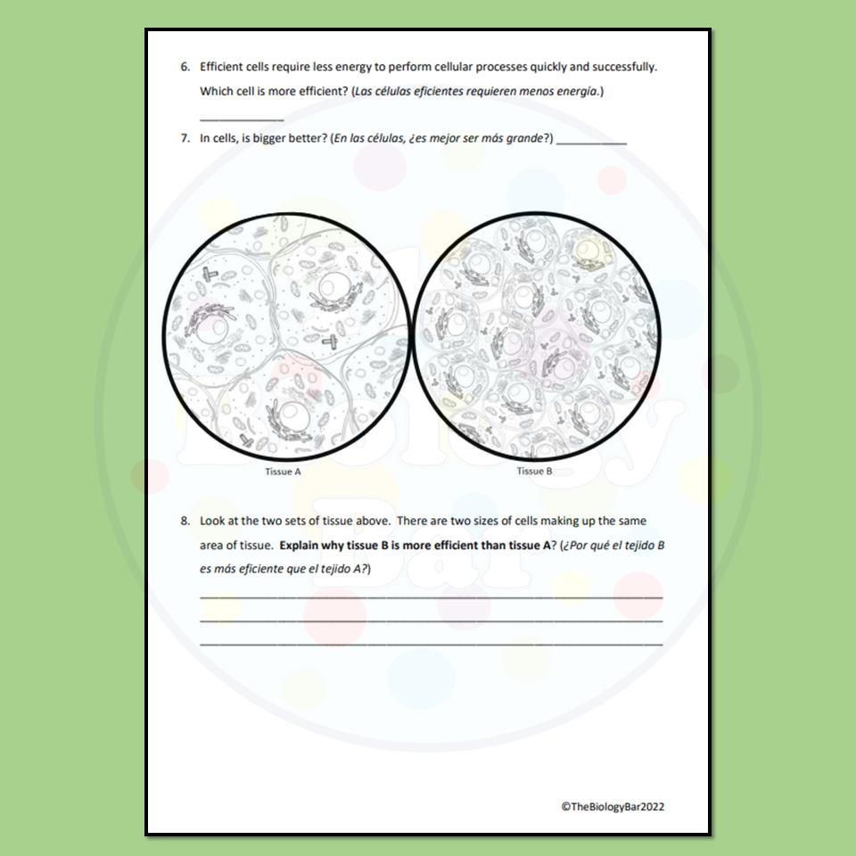 ESL Biology Cell Size Worksheet Made By Teachers