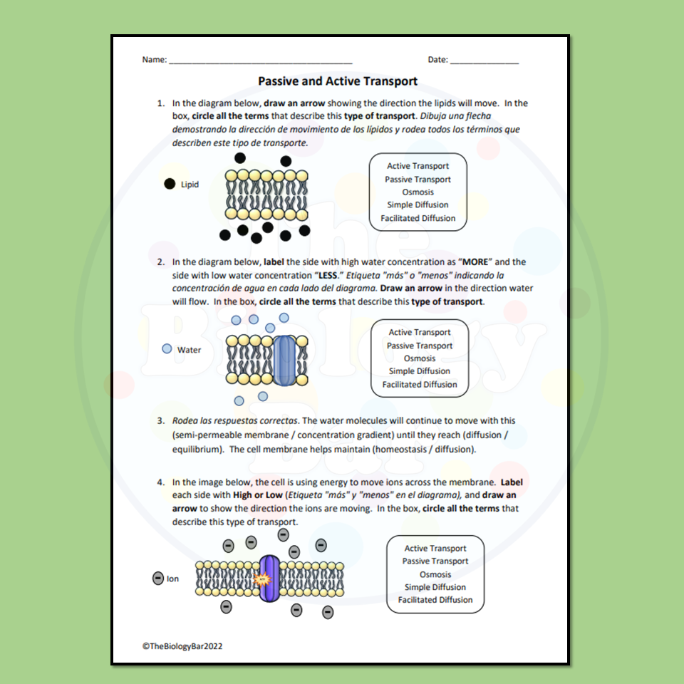 ESL Biology Cell Transport Worksheet Made By Teachers Worksheets 