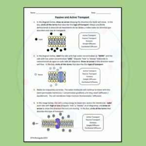 ESL Biology Cell Transport Worksheet Made By Teachers Worksheets