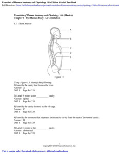 Essentials Of Human Anatomy And Physiology 10th Edition Marieb