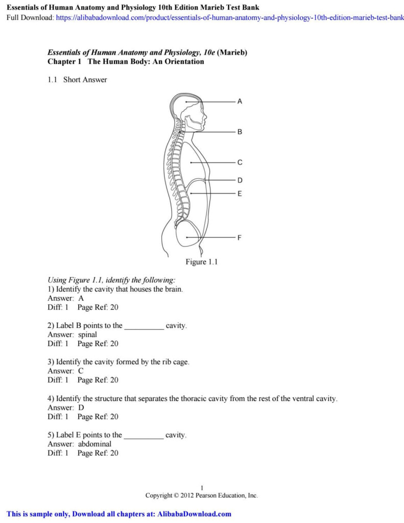 Essentials Of Human Anatomy And Physiology 10th Edition Marieb 