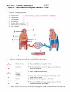 Exam Review Worksheet Chapter 20 BIOL 2225 Anatomy Physiology