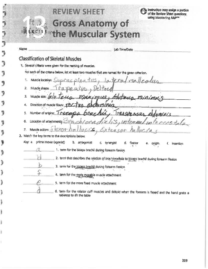 Exercise 13 Gross Anatomy Of The Muscular System BIO 130 Studocu