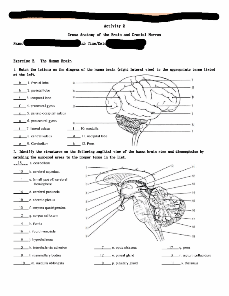 Exercise 14 Gross Anatomy Of The Brain And Cranial Ne Vrogue co